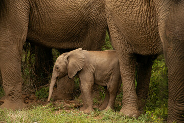 tiny newborn baby elephant near his mother elephant on the loose in the wild environment. Very close up in detail. breastfeeding mother elephant