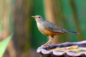 The Rufous-bellied Thrush also know as Sabia-laranjeira perched on a drink foutain. Species Turdus rufiventris. Birdwatching. Bird lover. Birding.