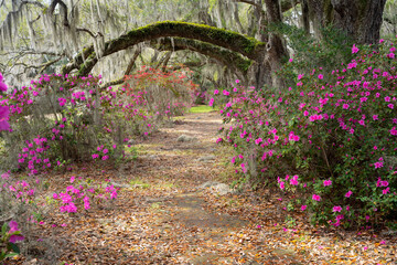 Beautiful spring garden with trees, azalea flowers blooming and Spanish Moss seen from South Carolina