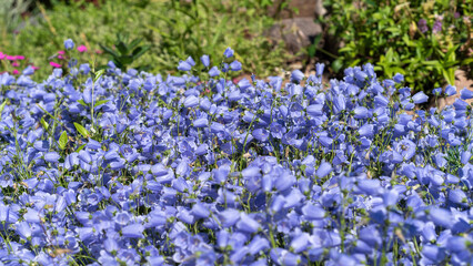 Blue bluebell flowers in the garden, background.