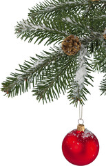 Fir tree branch with christmas bauble isolated on white background