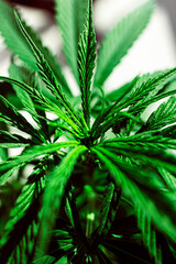 Planta