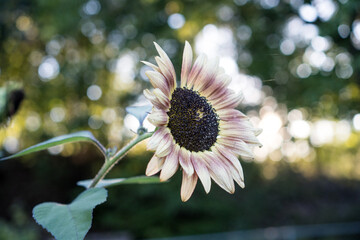 Besondere Sonnenblume Sorte Florenza in den Farben rot und gelb
