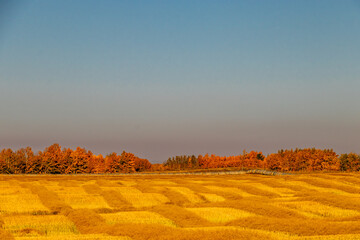 Fototapeta na wymiar Fall colours border farmers fields. Rockyview County, Alberta, Canada