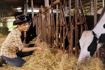 Asian farmer takes care of feeding cows with dry straw in a care cowshed : Supervise the production of quality cow's milk in a clean and modern cow farm that meets standards.