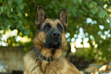 Cute german Shepherd dog indoors