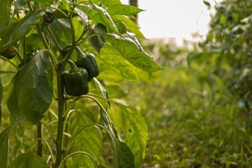 a bunch of green unripe paprika hanging on a branch of a plant