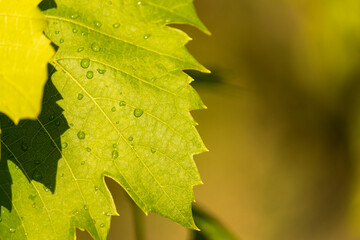 Grapevine leaf with a drop of water on it after rain. Vineyard after watering.