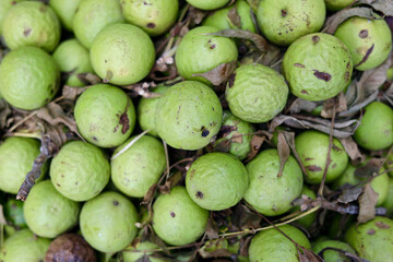Black Walnuts