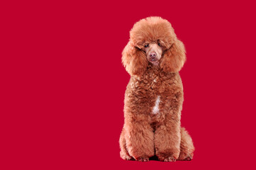 Full length picture of a brown poodle sitting against red background