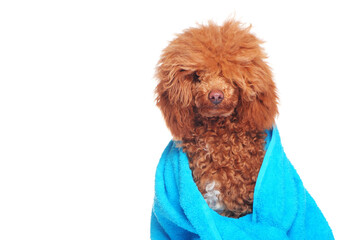 Head shot of a poodle in blue towel after bathing