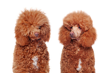 Headshot comparison of a poodle before and after grooming