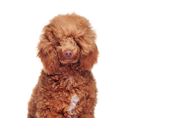 Headshot of a poodle before grooming procedures