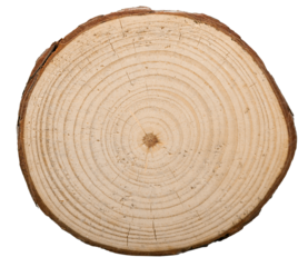 Large circular piece of wood cross-section with colored tree ring