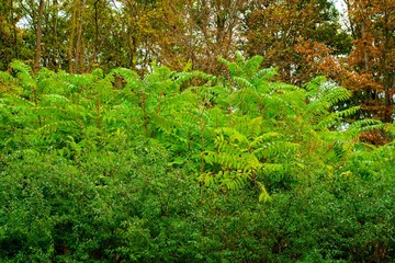 Autumn trees behind green bushes