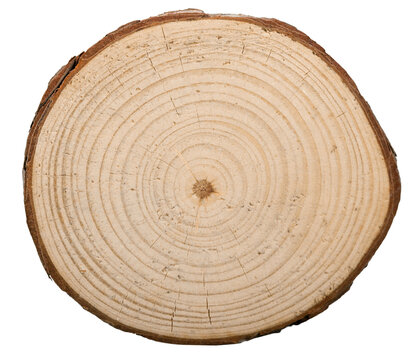 Large circular piece of wood cross-section with colored tree ring