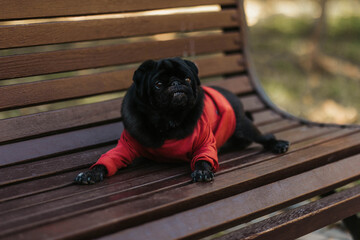 Black pug dog on the bench in the park