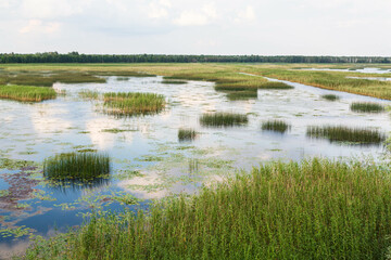 Lake Lubans, the biggest lake in Latvia. Shallow drainage lake, fed by the Rēzekne, Malta, Malmuta and Lisinja rivers and several smaller brooks, ponds, reeds, white water lilies, with reflections