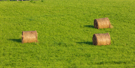 Panorama of hay bail harvesting in golden and green field landscape