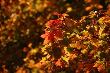 autumn maple leaves