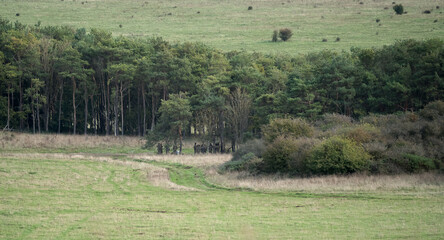 Fototapeta na wymiar soldiers hidden amongst treeline prepare for a miltary exercise, Wiltshire UK