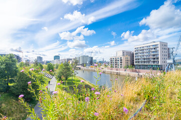 View over the Baakenpark in Hamburg. In the foreground an insect-friendly flower meadow, in the background the modern Hafencity with old harbor cranes. White clouds contrast the rich blue sky.