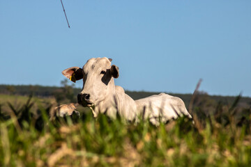 Herd of Nelore cattle grazing in a pasture on the brazilian ranch