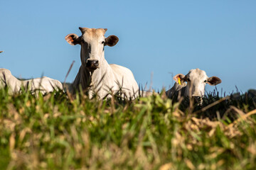 Vacas da raça zebuína Nelore, em uma área de pastagem de uma fazenda para pecuária bovina de...