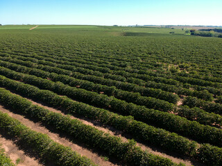 Aerial drone view of coffee plantation field in Brazil