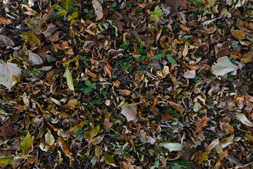 Colorful fall leaves on the ground in Wisconsin.