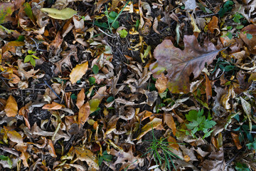 Colorful fall leaves on the ground in Wisconsin.