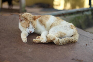 Cat sleeping on the floor