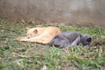 Fototapeta premium Cats Sleeping in the Grass