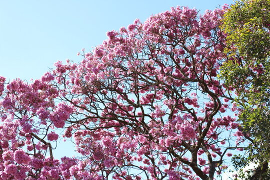 Tree with pink flowers Cherry tree Ipê