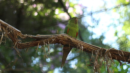 Parrot on top of the branch