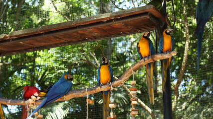 Macaws together Brazil