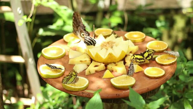  Butterflies feeding in a natural environment