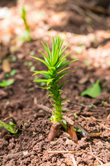 Sao Francisco de Paula, Brazil - Circa October 2022: Araucaria angustifolia (Parana pine) young sapling, that sprouts from the edible pinhao seed