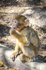 baby barbary macaque, ape, morocco, wildlife, north africa
