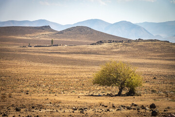 landscape in atlas mountains, berber village, tree, morocco, north africa