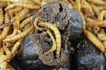 Dog food, snack sausage from hermetia larvae