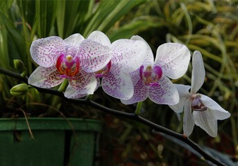 pretty pink orchid Phalaenopsis close up
