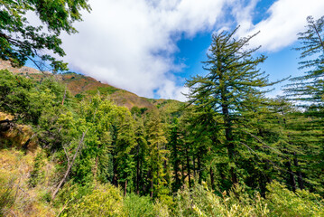 redwood forest with mountains in Big Sur, California