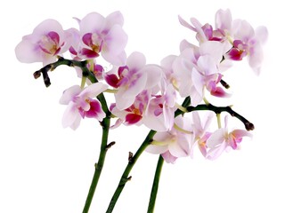Fototapeta na wymiar pretty pink orchid Phalaenopsis close up