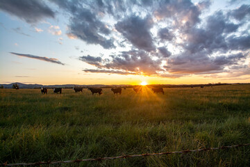 Fototapeta premium Sunset Cattle in the pasture