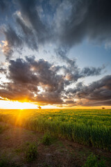 Fototapeta na wymiar Barley at Sunset