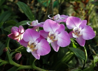 pretty pink orchid Phalaenopsis close up