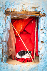 cat in window, berber village, morocco, north africa