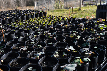 Native plant seed starts, seedlings in plugs.