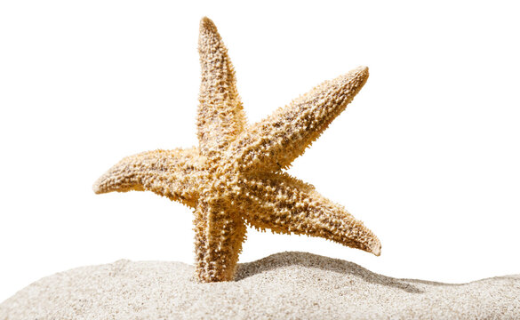 One Starfish isolated on  background.